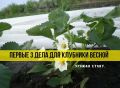 Три весенних совета для клубники, которые гарантируют раннее созревание