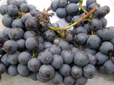 ����� ��������� ������������� ��������: �������� ������ ��� ��������