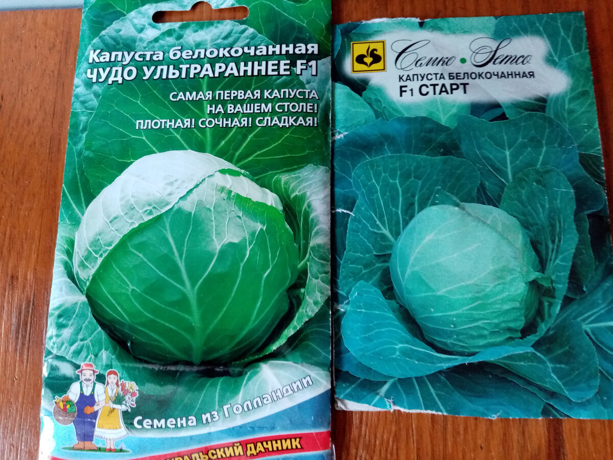 Как вырастить раннюю капусту: секреты успешной рассады