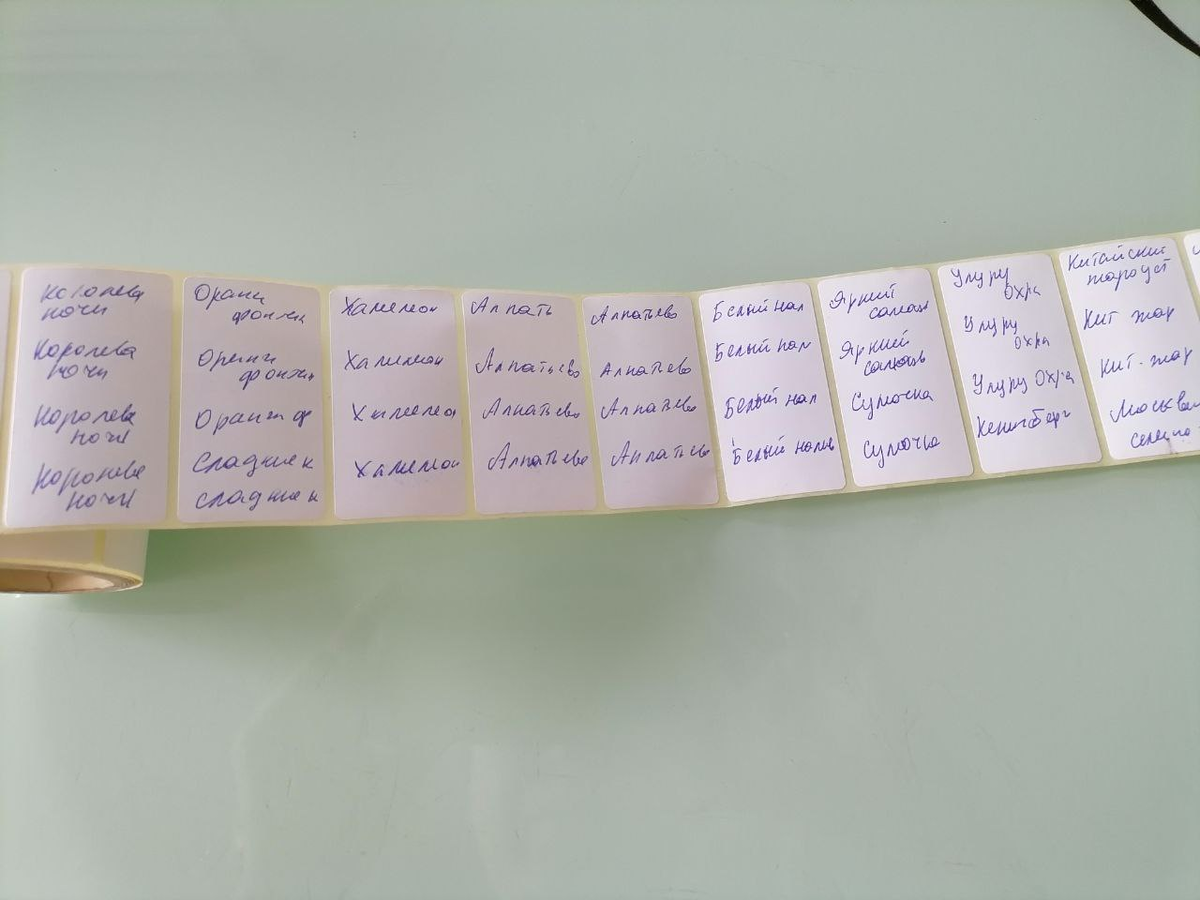 Как правильно пикировать томаты: пошаговая инструкция для успешной пересадки