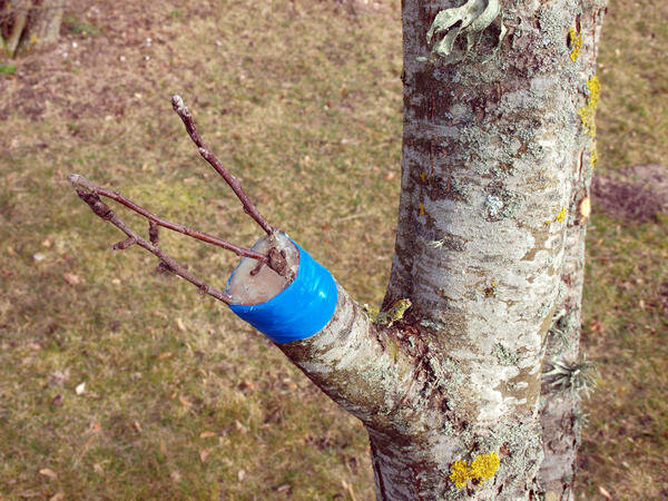 Как привить несколько сортов на старую яблоню без лишних хлопот