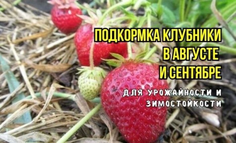 Как правильно подкормить клубнику осенью для богатого урожая