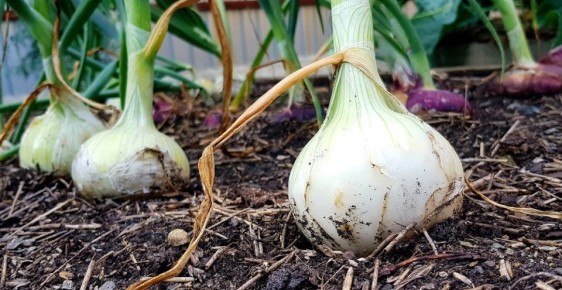 ��� ��������� ������� ���: ������� ��������� ������������ �������