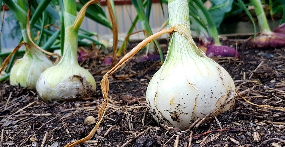 Как вырастить крупный лук: секреты получения качественной рассады