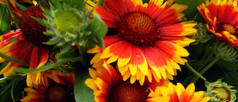 Пять неприхотливых многолетников для вашего сада