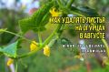 Листья огурцов: как правильно обрывать и к чему это приведет
