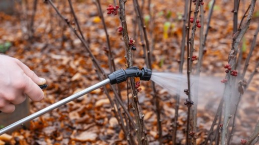 ��� ����������� ��� � ����: ������� ������� ���������