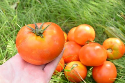 ������, ������� �� ������ �� ����, �� �����