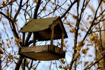 ������ ����, �����������!