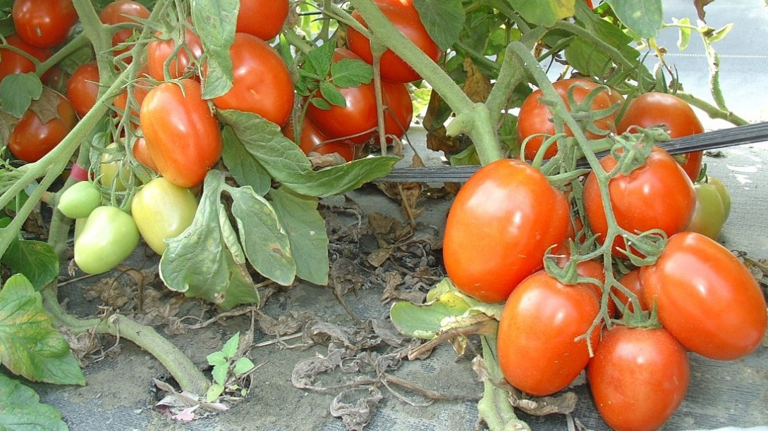 Забудьте о фитофторе и треснувших помидорах: 7 низкорослых сортов для ленивых дачников