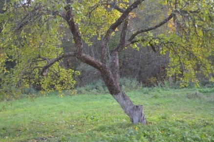 Сентябрь в саду: ключевые работы для успешного урожая в следующем сезоне