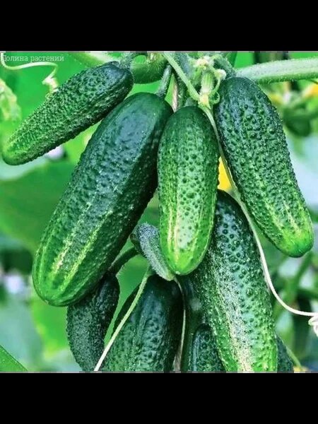 Огурец Федя: универсальный гибрид с уникальными характеристиками
