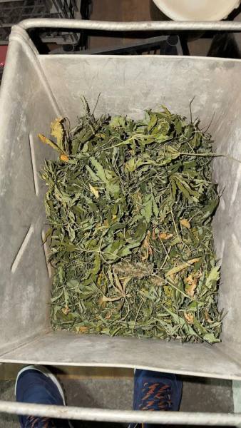 Во Владикавказе задержали местного жителя за сбыт марихуаны Во Владикавказе задержали местного жителя за сбыт марихуаны