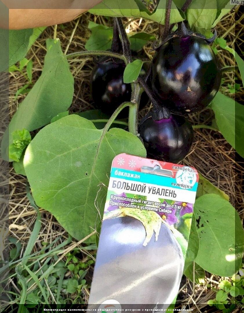 Подготовка к дачному сезону: ответы на главные вопросы начинающих огородников