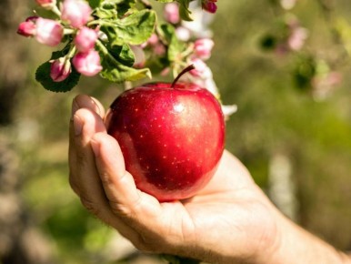 Как растения в вашем саду могут привлечь удачу и любовь