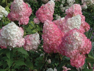 Как ухаживать за гортензиями в конце лета для яркого цветения