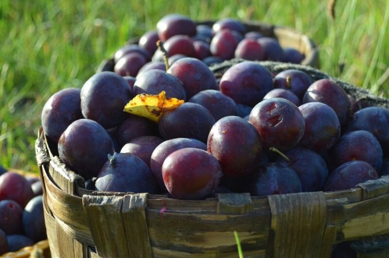 Как защитить сливу от вредителей: весенние советы