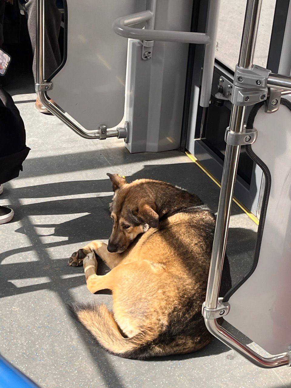 Руководитель Управления ветеринарии: «Весной собаки могут проявлять активность – особенно это отмечается у нестерилизованных животных» Руководитель Управления ветеринарии: «Весной собаки могут проявлять активность – особенно это отмечается у нестерилизованных животных»