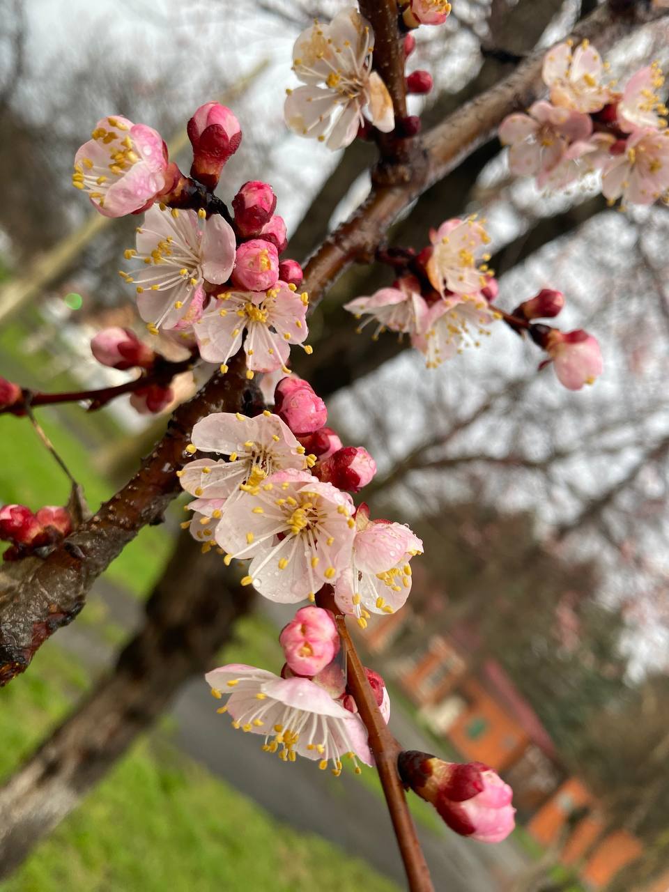 В Осетии зацвели плодовые деревья В Осетии зацвели плодовые деревья