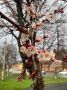 В Осетии зацвели плодовые деревья