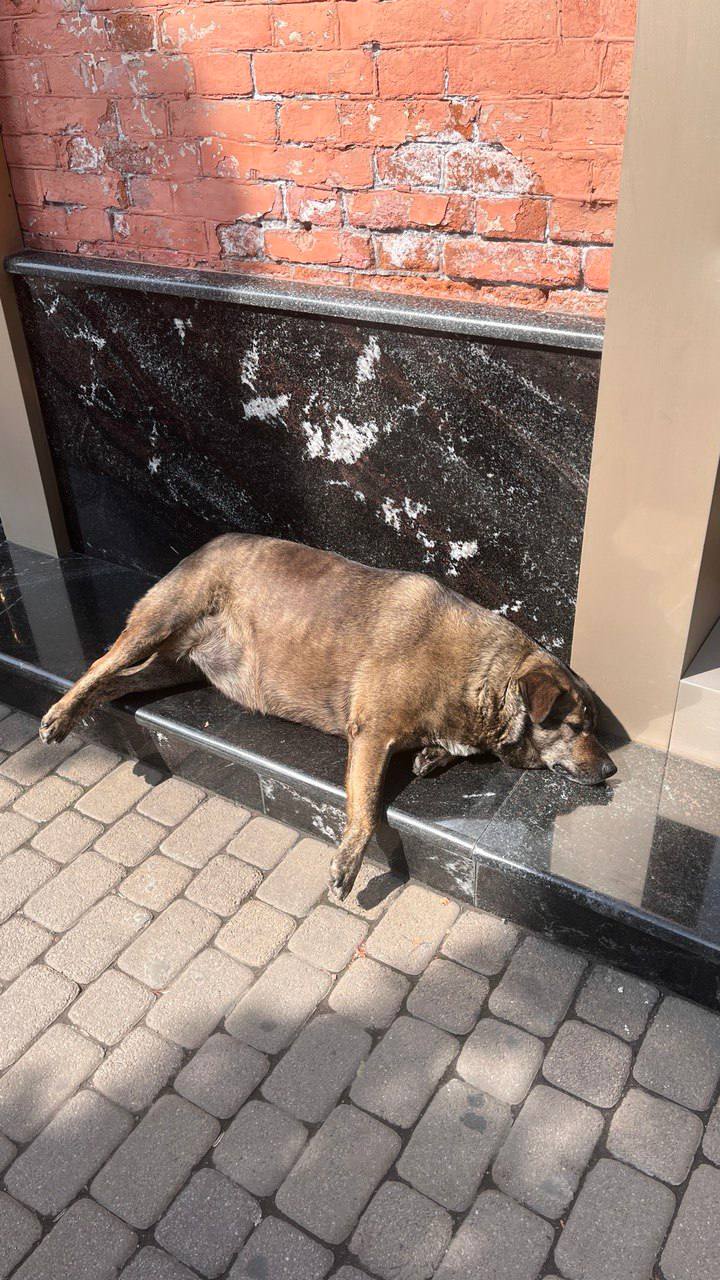 Руководитель Управления ветеринарии: «Весной собаки могут проявлять активность – особенно это отмечается у нестерилизованных животных» Руководитель Управления ветеринарии: «Весной собаки могут проявлять активность – особенно это отмечается у нестерилизованных животных»