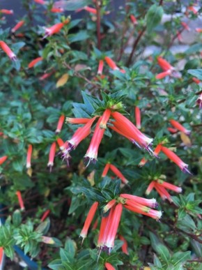 ����� �������-�������: ����� ������ ��� ������ ����