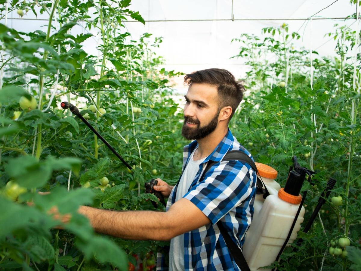 Как мыльный раствор может избавить огурцы от горечи