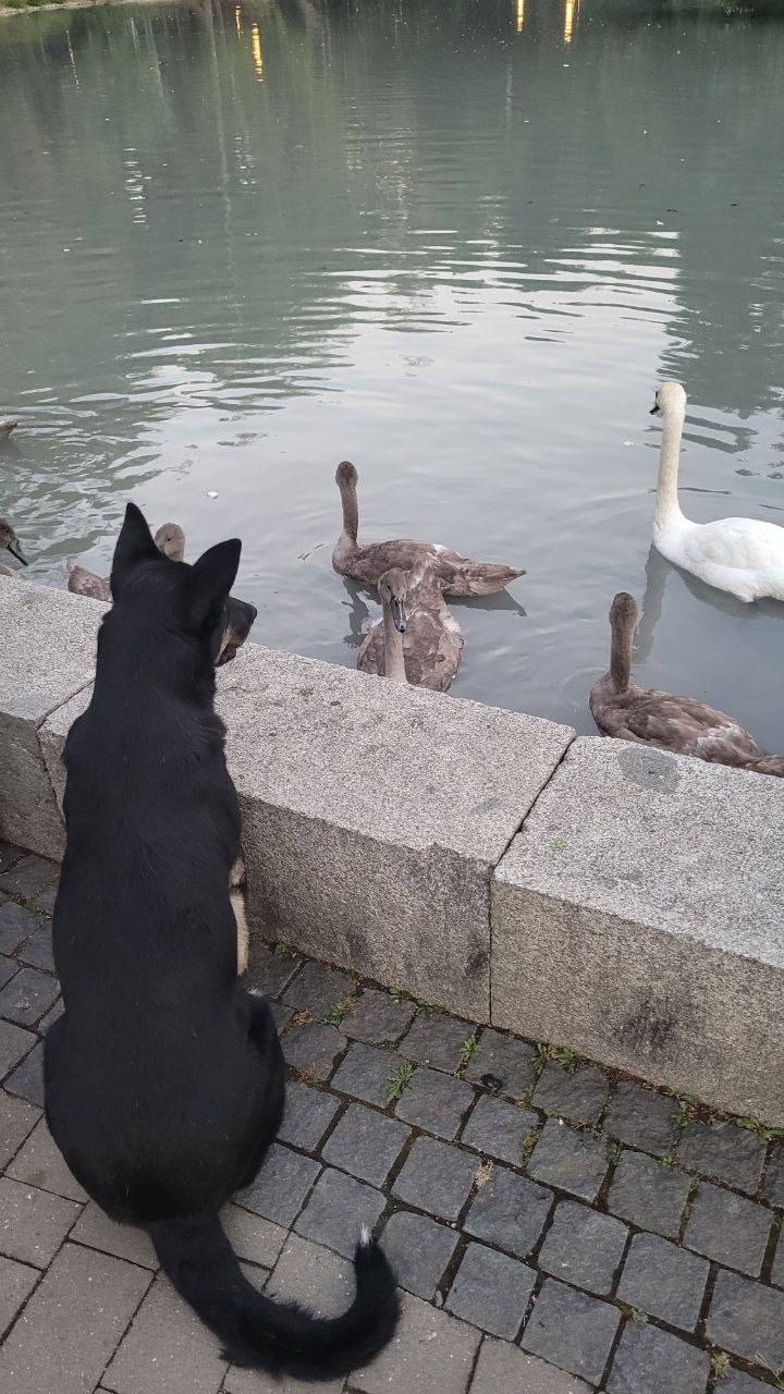 Руководитель Управления ветеринарии: «Весной собаки могут проявлять активность – особенно это отмечается у нестерилизованных животных»