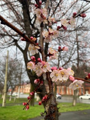 В Осетии зацвели плодовые деревья