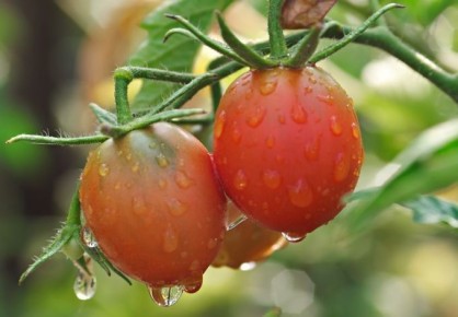 Как правильно поливать томаты: советы от опытного фермера