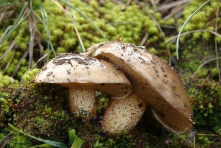 ��� ����� ���������� �� ������ ������: ������� � ����������� ������