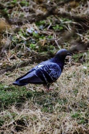 ������ ����, �����������!