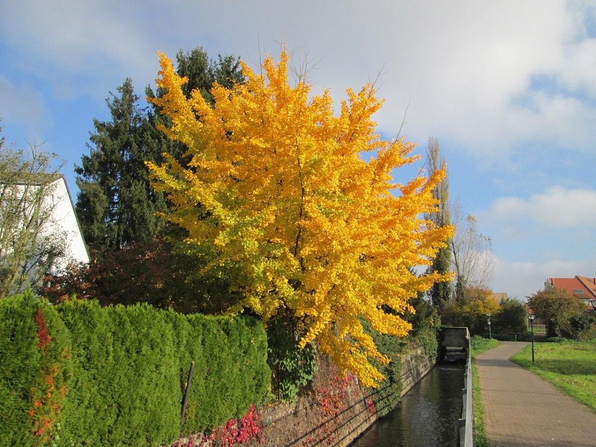 Гинкго билоба: дерево, которое восхищает своей золотой листвой