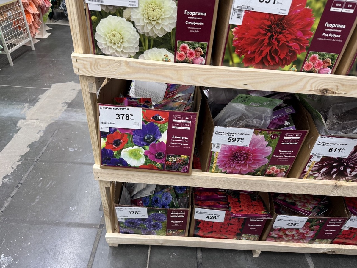 Первая партия посадочного материала в Лемана Про