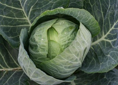 Как правильно подкормить капусту, чтобы получить богатый урожай