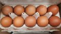 Почему крупные яйца не всегда лучший выбор: откровение о куриных яйцах