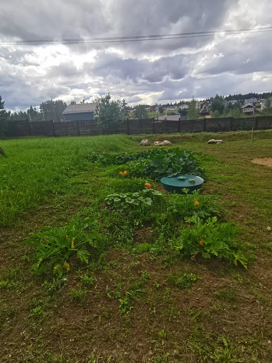 Как новички в огородничестве осваивают мир кабачков и тыкв
