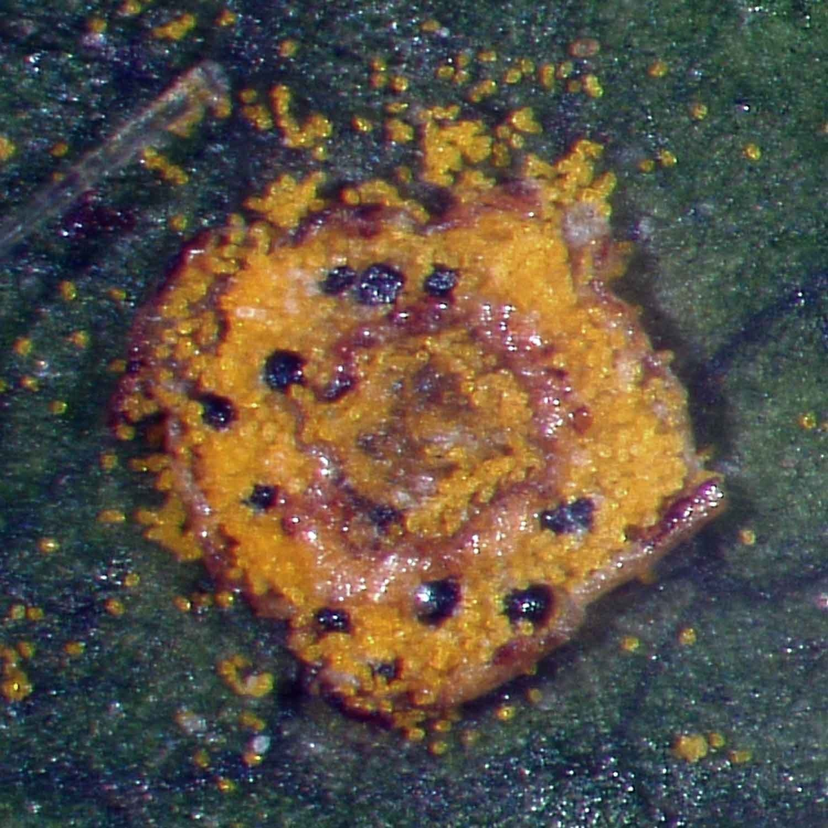 Грибы-гиперпаразиты: как смертоносные соседи помогают растениям