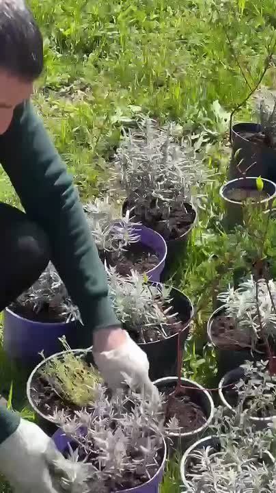 � ����������� ����� �������� � ������ �������� �����