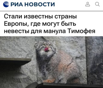 «Стали известны страны Европы, где могут быть невесты для манула Тимофея»: У манула в европейских зоопарках есть 31 потенциальная невеста