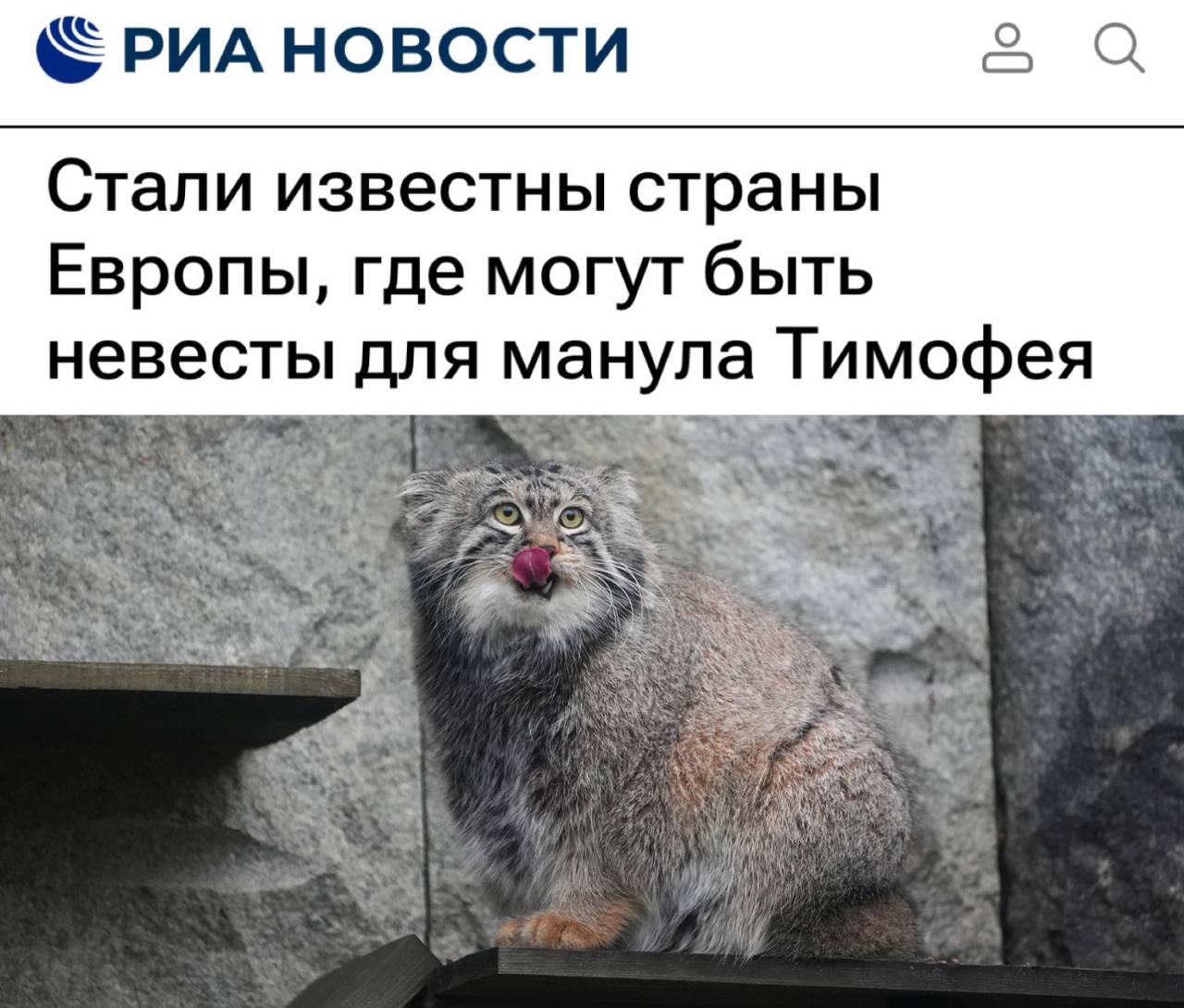 «Стали известны страны Европы, где могут быть невесты для манула Тимофея»: У манула в европейских зоопарках есть 31 потенциальная невеста