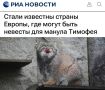 «Стали известны страны Европы, где могут быть невесты для манула Тимофея»: У манула в европейских зоопарках есть 31 потенциальная невеста