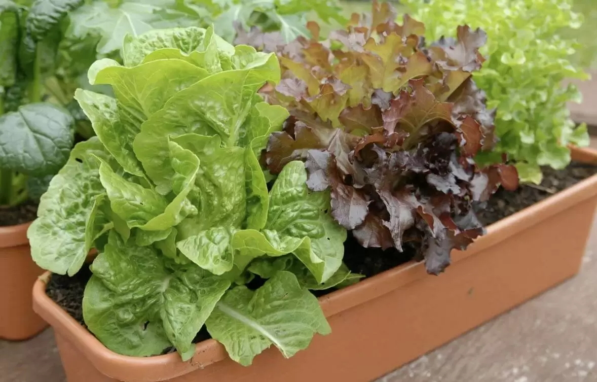 Выращивание салата на кухонном окне: идеальное решение для зимы