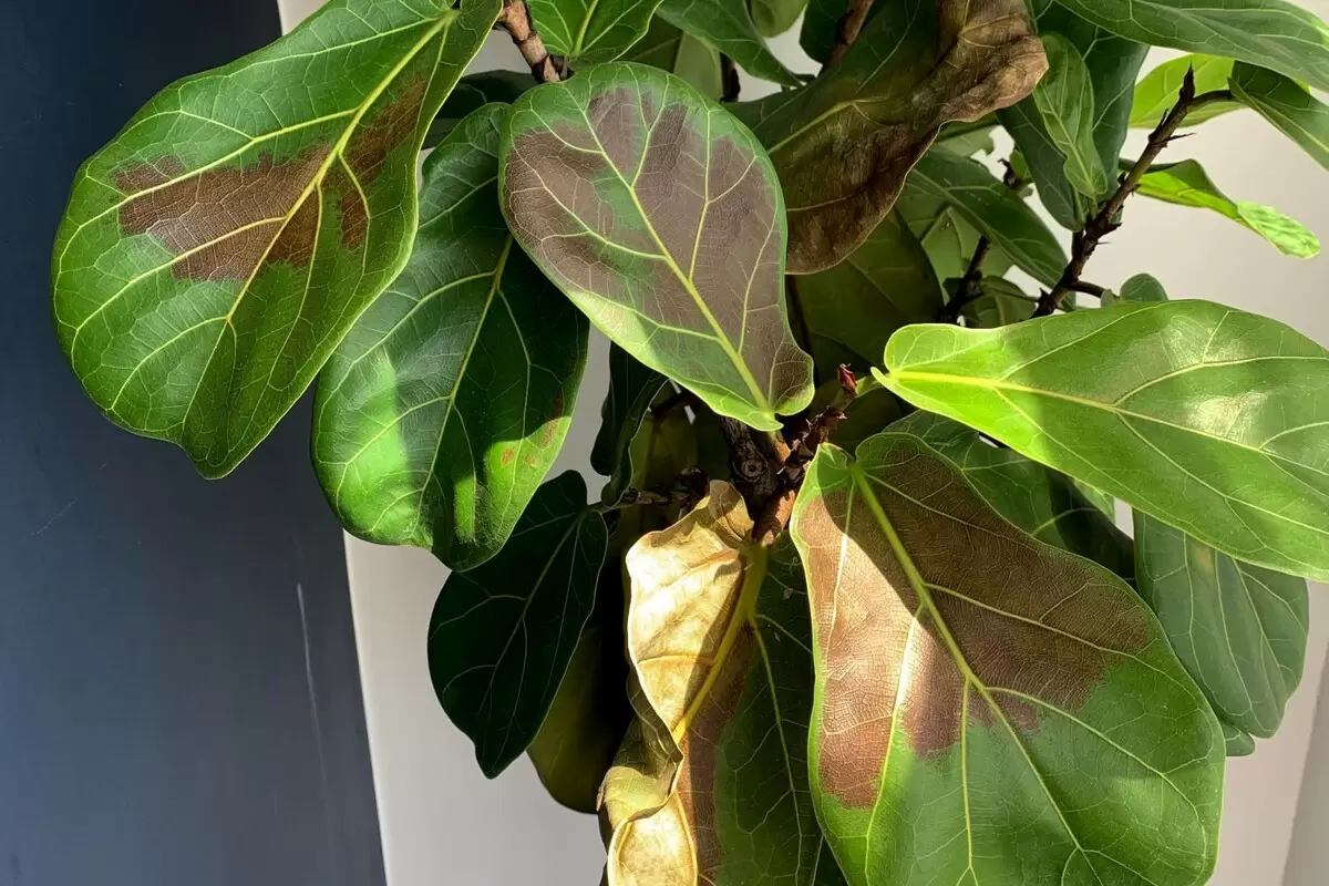 Коричневые пятна на листьях фикуса зимой: как холод и сухой воздух влияют на растение