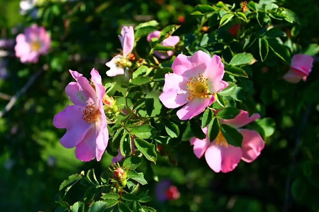 Летний уход за шиповником: как добиться пышного цветения и щедрого урожая