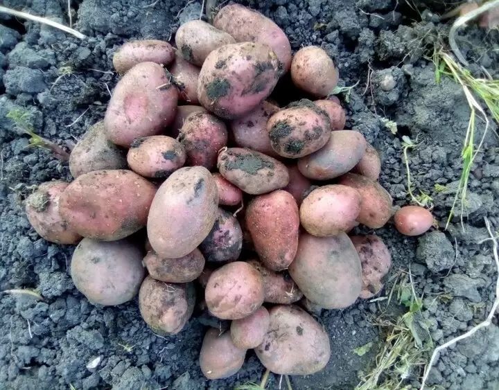 Как сохранить картошку свежей до весны: простые секреты, которые работают