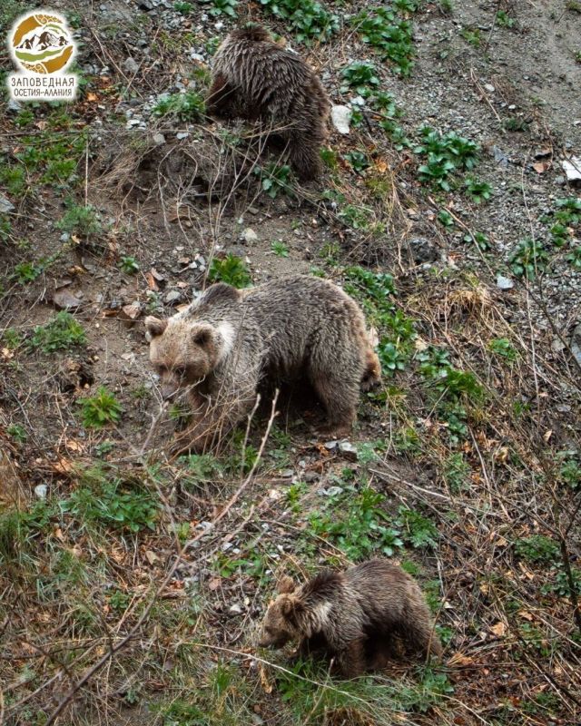 ��������� � ���������� ����������� ���������� ��������� ����������� ������-������