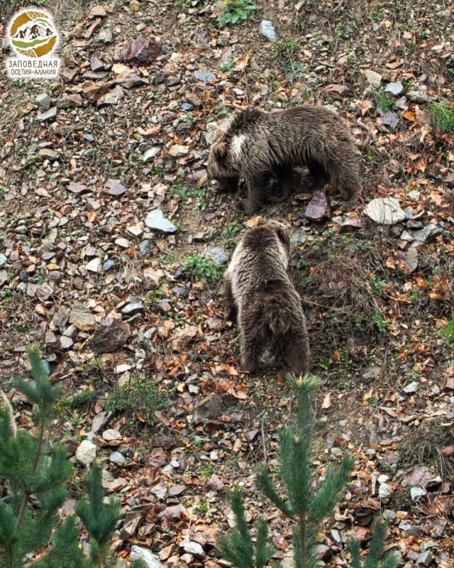 ��������� � ���������� ����������� ���������� ��������� ����������� ������-������