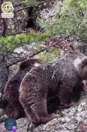 Медведицу с подросшими медвежатами запечатлел инспектор «Заповедной Осетия-Алании»