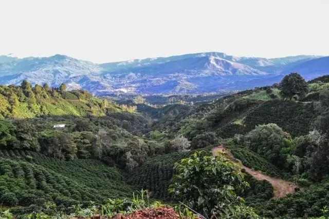 Терруар кофе: как природа формирует уникальные вкусы